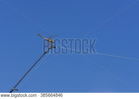 Photo Of The Brown Dragonfly Odonata Fabricius, Sitting On The Tip Of A Fishing Rod Against Limitles