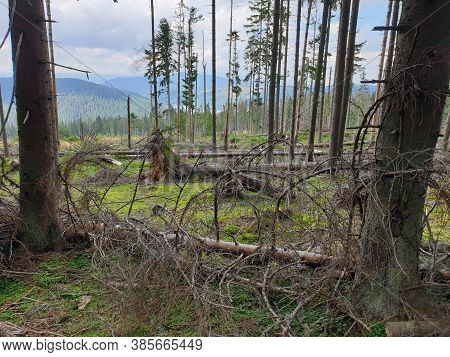 Deforestation Issue In Nature Park. Environmental Problem In Apuseni Mountains. Cutting Down Pine Tr
