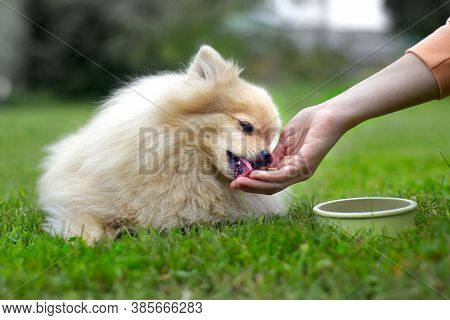 Hand Of Unrecognisable Person Is Feeding A Pomeranian Spitz Dog. Puppy Is Eating Dry Food From Bowl 