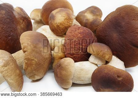 Boletus Mushrooms On A White Background. Boletus Prepared For Cooking. Boletus Edulis. Closeup