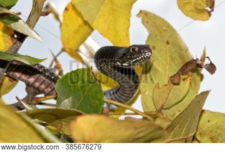 Closeup of an Eastern Coachwhip snake hiding among leaves up in a tree