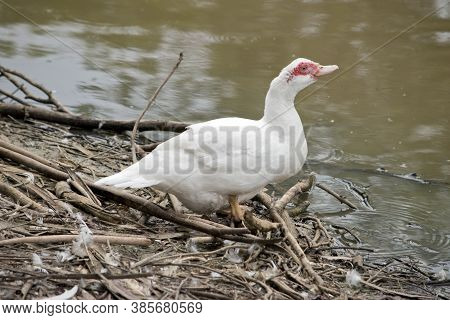The Muscovy Duck Is White With The Red Lessions