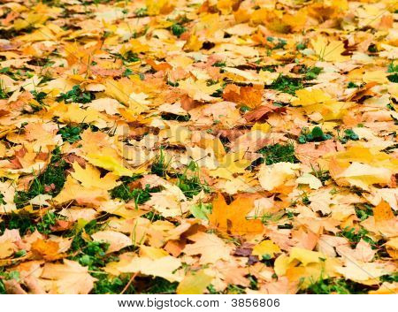 ตก Leafs ในป่าหญ้า