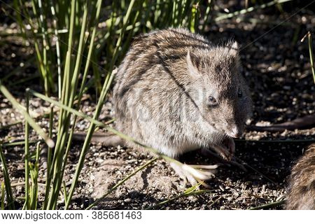 The Long Nosed Potoroo Is Hiding In The Grass