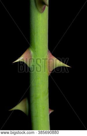 Close up shot of rose thorn against black background
