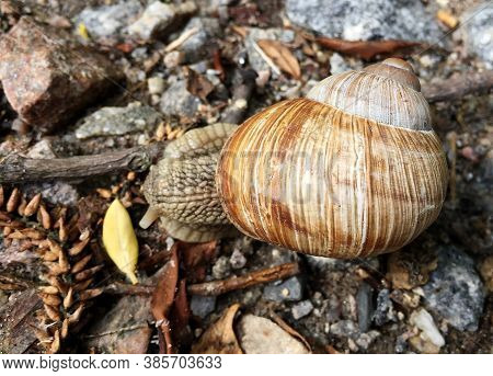 Small Garden Snail In Shell Crawling On Wet Road, Slug Hurry Home. Snail Slug Consist Of Edible Tast
