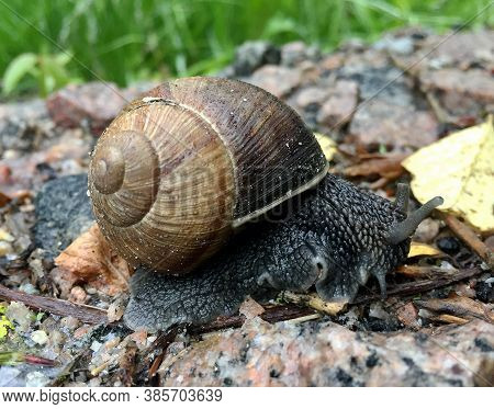 Small Garden Snail In Shell Crawling On Wet Road, Slug Hurry Home. Snail Slug Consist Of Edible Tast