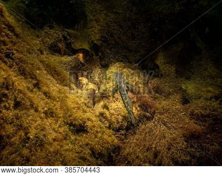 A Closeup Picture Of A Black Goby, Gobius Niger In A Beautiful Marine Environment. Picture From Ores