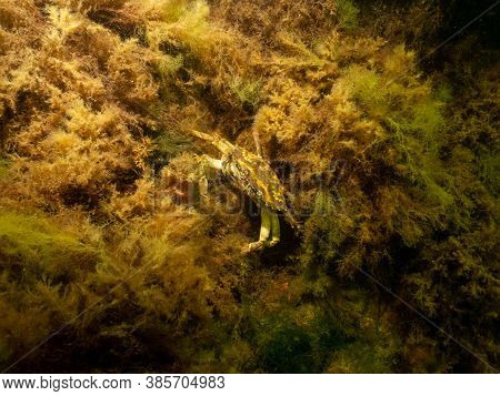 A Closeup Picture Of A Crab Underwater. Picture From Oresund, Malmo In Southern Sweden.