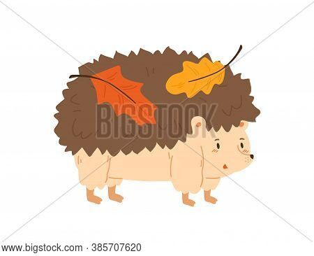 Cute Hedgehog Carrying Autumn Colorful Leaves Vector Flat Illustration. Funny Forest Animal With Lea