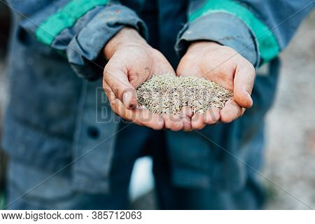 Male Hands Hold A Handful Of Seeds For Sowing, Close-up, Selective Focus
