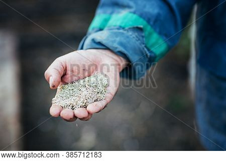 Male Hands Hold A Handful Of Seeds For Sowing, Close-up, Selective Focus
