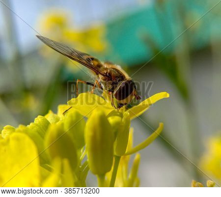 Lady Honeybee Collecting Sweet Nectar From A Yellow Flower.. Only Lady Honeybees Go Around In Search