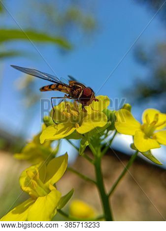 Lady Honeybee Collecting Sweet Nectar From A Yellow Flower.. Only Lady Honeybees Go Around In Search