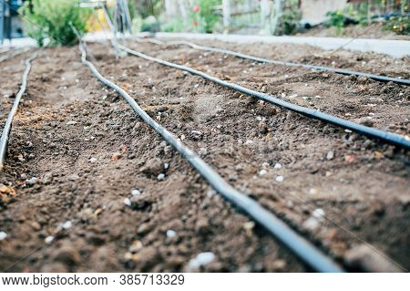 Irrigation System On The Plot. The Hose Is Laid Out On The Ground And Ready For Watering.