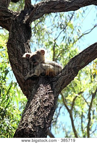 Koala in Struktur