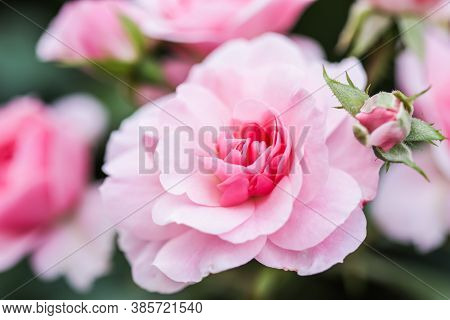 Soft Pink Rose Bonica With Buds In The Garden. Perfect For Background Of Greeting Cards For Birthday