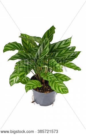 Exotic Houseplant Called 'calathea Concinna Freddie' Isolated On White Background