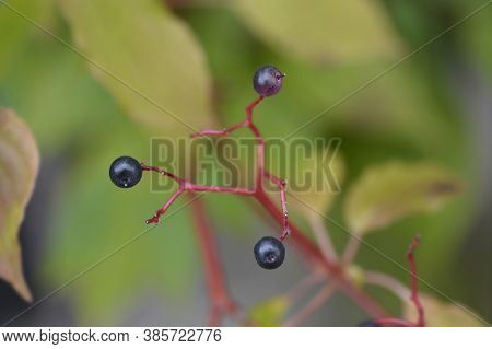 Giant Dogwood Berries - Latin Name - Cornus Controversa