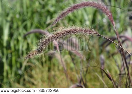 Fountain Grass Rubrum - Latin Name - Pennisetum Advena Rubrum