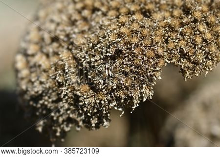Gold Plate Yarrow Seed Head - Latin Name - Achillea Filipendulina Gold Plate