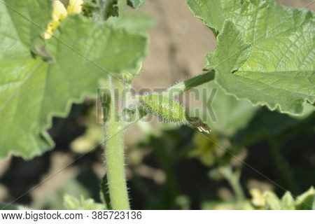 Squirting Cucumber - Latin Name - Ecballium Elaterium