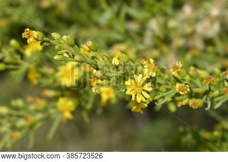 Sticky Aster Yellow Flowers - Latin Name - Dittrichia Viscosa