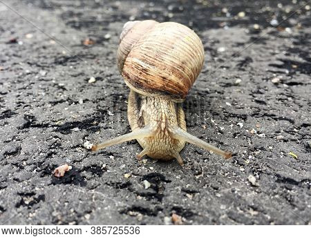 Small Garden Snail In Shell Crawling On Wet Road, Slug Hurry Home. Snail Slug Consist Of Edible Tast