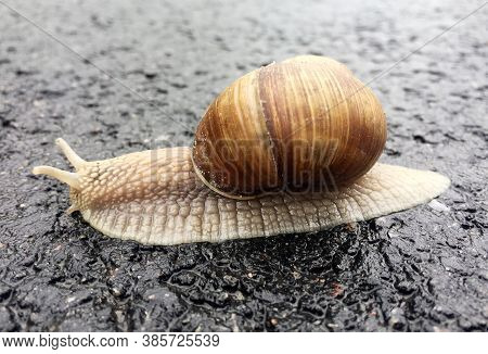 Small Garden Snail In Shell Crawling On Wet Road, Slug Hurry Home. Snail Slug Consist Of Edible Tast