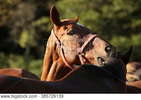 Horse stallion mare pet colt Nature foal pet Nature sunrise sunset pet Nature background animal pet Nature landscape Nature background pet horses Nature pet Nature background meadow pastrure Nature background Nature landscape Nature pet Nature background.
