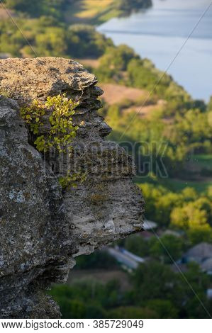 Growing tree at high rock cliff above the Socola village, Soldanesti district, Moldova