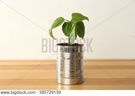 Hibiscus Plant In Tin Can On Wooden Table