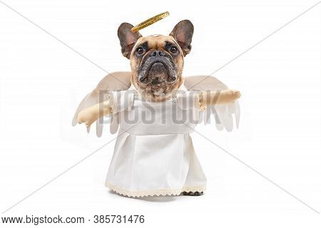 French Bulldog Dog Dressed Up With Angel Costume With White Dress, Fake Arms, Fetaher Wings And Gold