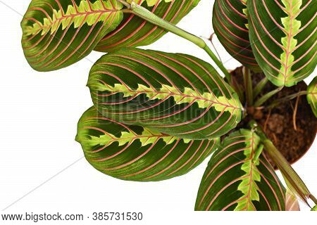 Close Up Of Exotic Houseplant Called 'maranta Leuconeura Fascinator' With Red Stripes Isolated On Wh