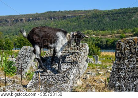 Vadul Rascov, Soldanesti, Moldova, September 2020: Domestic goat is grazing at old ruined tombstones at abandoned ancient Jewish cemetery. Jewish communuty was massacred by nazis during WW2.