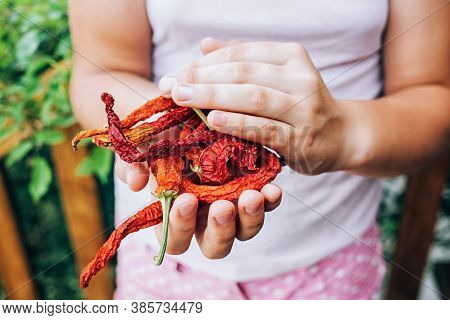 Girl Holding Dried Red Chili Peppers In Her Palms.
