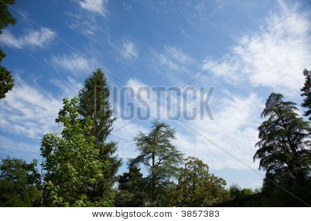 森林和天空