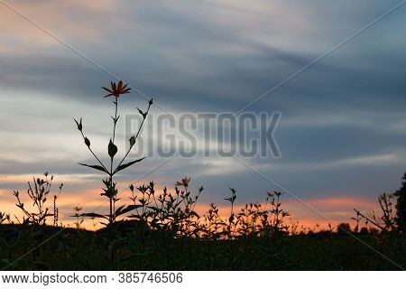 Old Wild Flower Hay Meadow In Summer