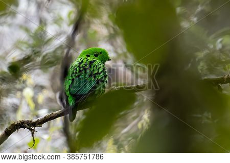 Nature Wildlife Image Of Beautiful Bird Green Broadbill Perching On A Branch. Whitehead's Broadbill