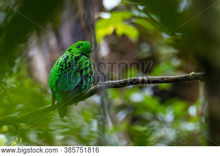 Nature Wildlife Image Of Beautiful Bird Green Broadbill Perching On A Branch. Whitehead's Broadbill