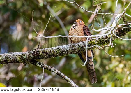 Nature Wildlife Image Of The Little Cuckoo-dove Perched In The Middle Of The Foresting Nature.