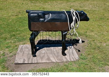 A Metal Fake Mechanical Beef Cow Is For  Practicing Roping With A Lariat By Cowboys.