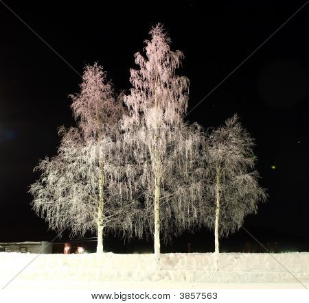 to hvide birch\'s i vinter i sort