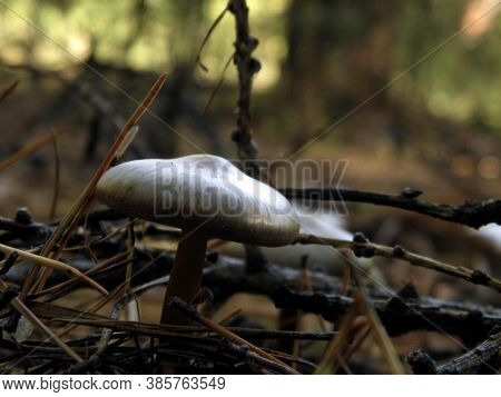 Mushroom Growing In The Siberian Mixed Forest