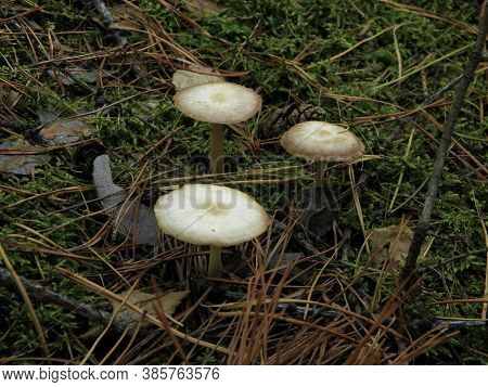 Poisonous mushrooms in the Siberian taiga in autumn in September