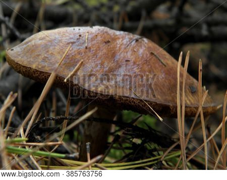 Mushroom Growing In The Siberian Mixed Forest