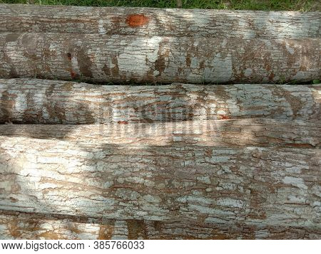 Stack Of Firewood In Forest To Saw Mill