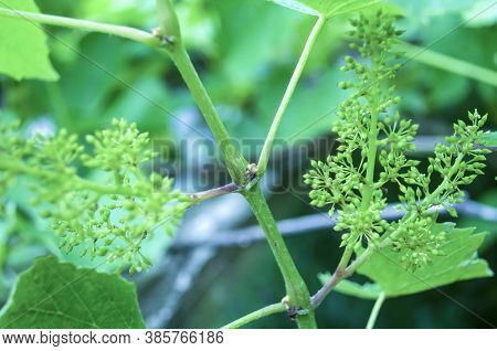 Small Grapes On A Background Of Green Leaves, Unripe Bunch Of Grapes. Small Flower Buds. Grape Flowe