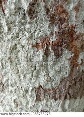 Beautiful Firewood Texture Background In Forest For Saw Mill