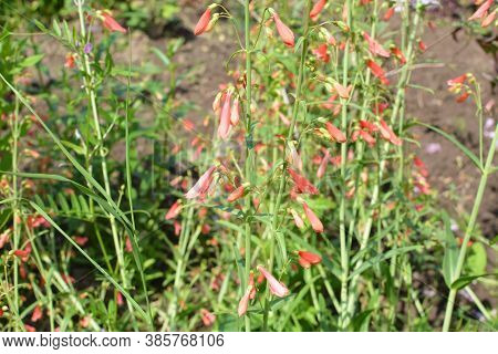 Penstemon Utahensis Common Name Utah Penstemon